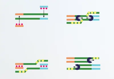 Infographic showing how recombinase polymerase amplification (RPA) technique works.